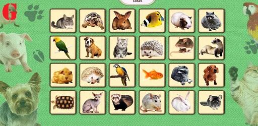 Lovely Pet